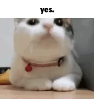 Video sticker 🌟 @coolstickz Mr. CAT @indianenglishchat