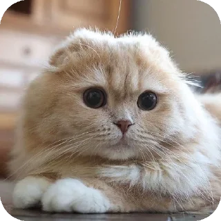 Telegram stiker 🐱 𝑬𝒏𝒅𝒐𝒓𝒑𝒉𝒊𝒏 Мила