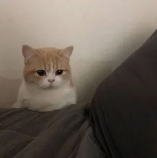 Telegram sticker 😟 🍊♥️