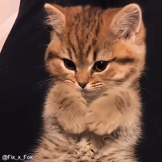 Video sticker 👋 🍊♥️