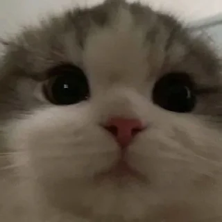 Video sticker 🙂 🍊♥️