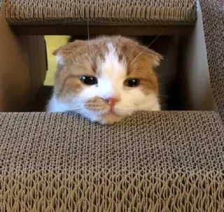 Telegram sticker 🙁 🍊♥️