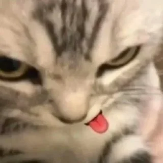 Telegram sticker 😋 🍊♥️