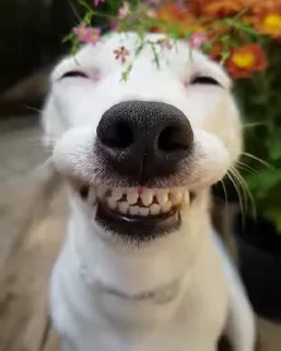 Video sticker 🐶 🧏🏿‍♀️ @TgEmodziBot