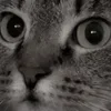 Video sticker 🐈‍⬛ •🐈‍⬛matve...