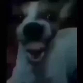 Video sticker 😂 Nacho Video Steal Pack