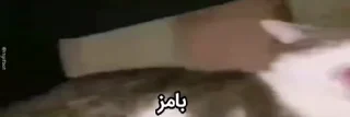 Video sticker 🤣 پیشی @pUZ015_7