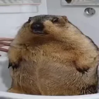 Video sticker 🦫 Бобры @zatmenienochi