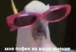 Video sticker 😎 Одни эмоции