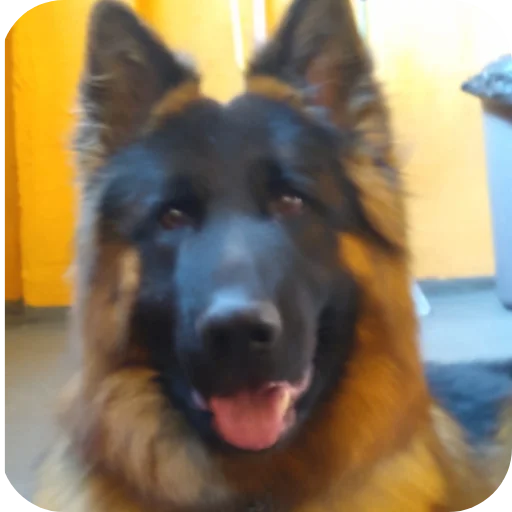 Telegram sticker 🐶 Só uma noyty
