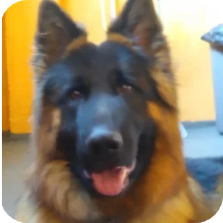 Video sticker 🐶 Só uma noyty