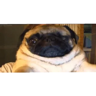 Video sticker 😌 мiпсы