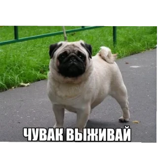 Telegram sticker 😷 мiпсы