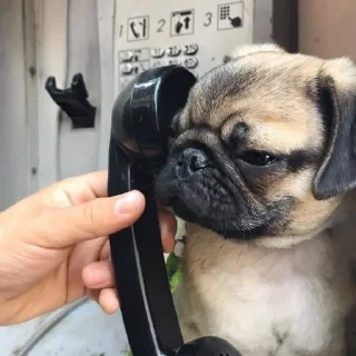 Video sticker 😙 мiпсы