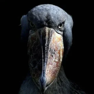 Telegram sticker 😐 Oxe... @YamuraKoji :: @CrieFigBot