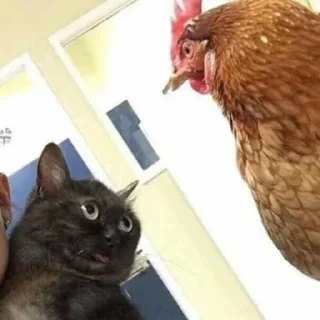 Video sticker 🐓 Gatinhos da Mand