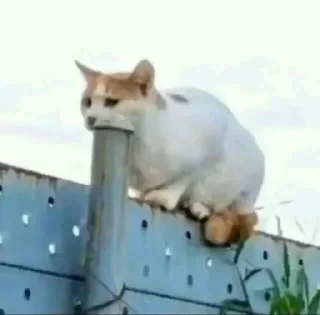 Video sticker 😩 Gatinhos da Mand