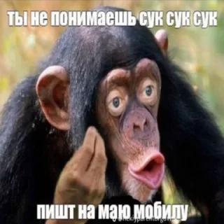 Telegram sticker 🐵 dmlixxx