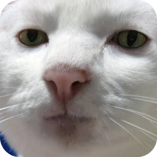 Telegram sticker 🐱 Bhjg