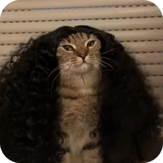 Video sticker 🐱 BLK