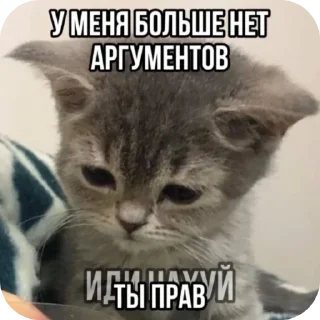 Telegram sticker 🐱 Больше стиков тут: @premstickery