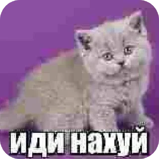 Telegram sticker 🖼 Больше стиков тут: @premstickery