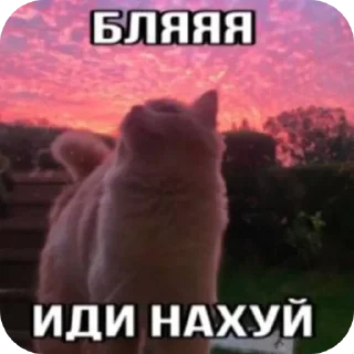 Telegram sticker 🖼 Больше стиков тут: @premstickery