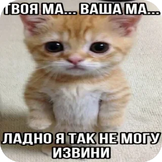 Video sticker 🐱 Больше стиков тут: @premstickery