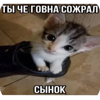 Telegram sticker 🐱 Больше стиков тут: @premstickery