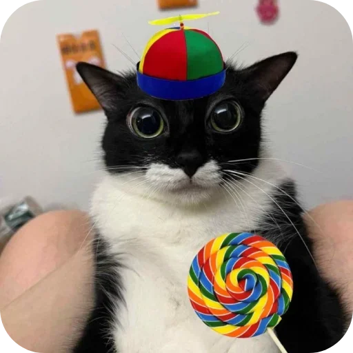 Телеграм стикер 🐱 soph @excluida :: @fStikBot