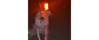 Video sticker 🚨 Krinta yogato :: @fStikBot