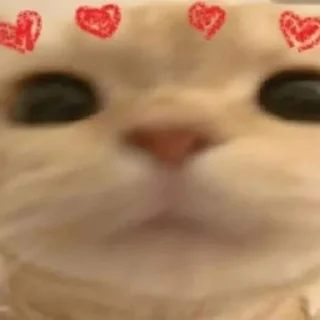 Telegram stiker 🐈 ᘛ⁠⁐̤⁠ᕐ⁠ᐷ stickers → @plusikradom