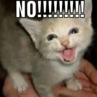 Video sticker 🐈 ᘛ⁠⁐̤⁠ᕐ⁠ᐷ stickers → @plusikradom