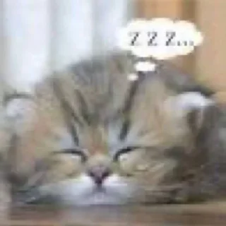 Video sticker 🐈 ᘛ⁠⁐̤⁠ᕐ⁠ᐷ stickers → @plusikradom