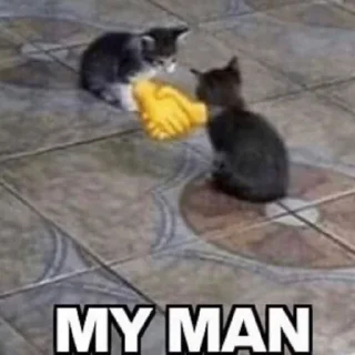 Video sticker 🐈 ᘛ⁠⁐̤⁠ᕐ⁠ᐷ stickers → @plusikradom