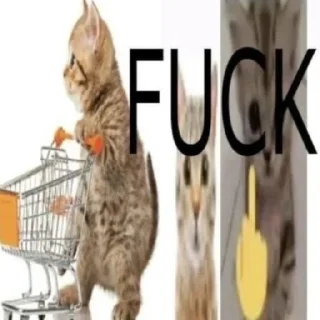 Telegram stiker 🐈 ᘛ⁠⁐̤⁠ᕐ⁠ᐷ stickers → @plusikradom