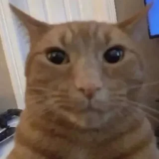 Telegram stiker 🐈 ᘛ⁠⁐̤⁠ᕐ⁠ᐷ stickers → @plusikradom