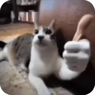 Telegram sticker 🐱 @lunarfoxhound :: @fStikBot