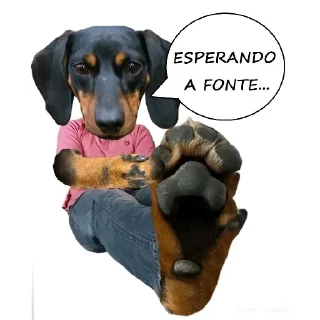 Video sticker 🐶 @lunarfoxhound :: @fStikBot