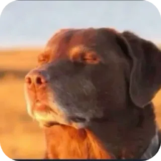 Sticker 👍 @lunarfoxhound :: @fStikBot