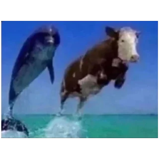 Video sticker 🍔 Кто спиздит стикеры тот гей без мамы