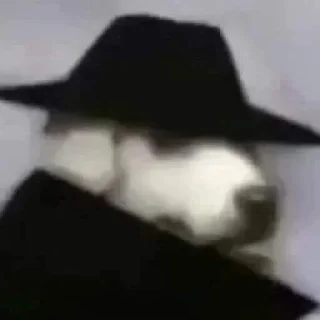 Telegram sticker 🦝 @itsmecsf | Furtadas do Furtado