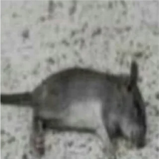 Video sticker 🐀 @itsmecsf | Furtadas do Furtado