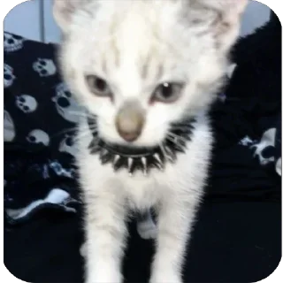 Telegram sticker 😾 𝑃ℎ𝑜𝑒𝑛𝑖𝑥ᵍⁱʳˡ pack