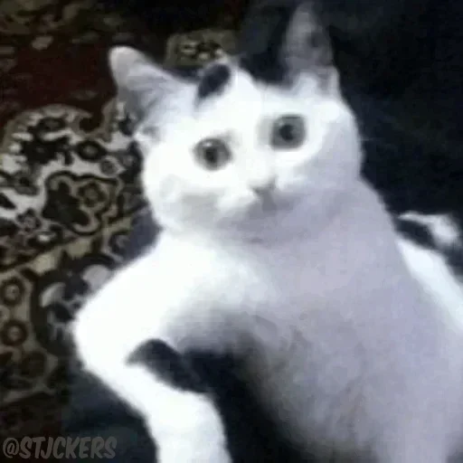 Telegram sticker 😶 عمك @RLH55