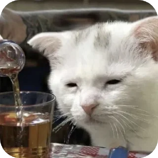 Video sticker 🐱 Призвание музыканта, согласно грекам, заключается