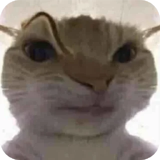 Telegram sticker 🐱 Призвание музыканта, согласно грекам, заключается