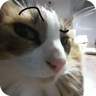 Telegram sticker 🐱 Призвание музыканта, согласно грекам, заключается