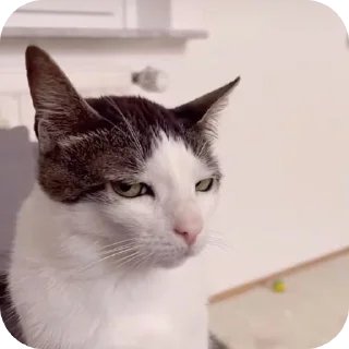 Telegram sticker 🐱 Призвание музыканта, согласно грекам, заключается