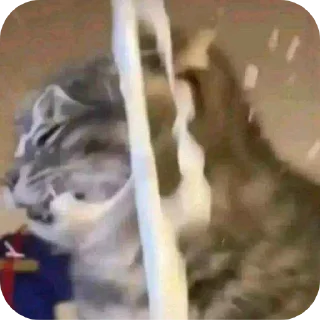 Telegram sticker 🐶 Призвание музыканта, согласно грекам, заключается